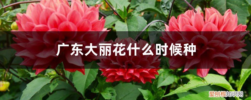 广东能种大丽花吗 广东大丽花什么时候种