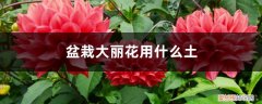 盆栽大丽花的养殖方法和注意 盆栽大丽花用什么土
