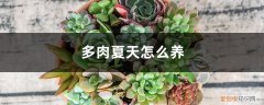 多肉夏天怎么养护和浇水 多肉夏天怎么养