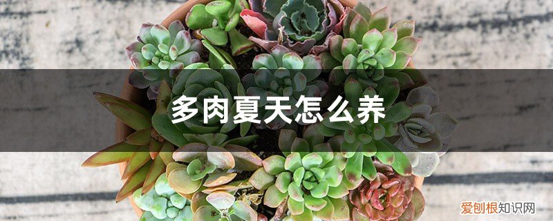 多肉夏天怎么养护和浇水 多肉夏天怎么养