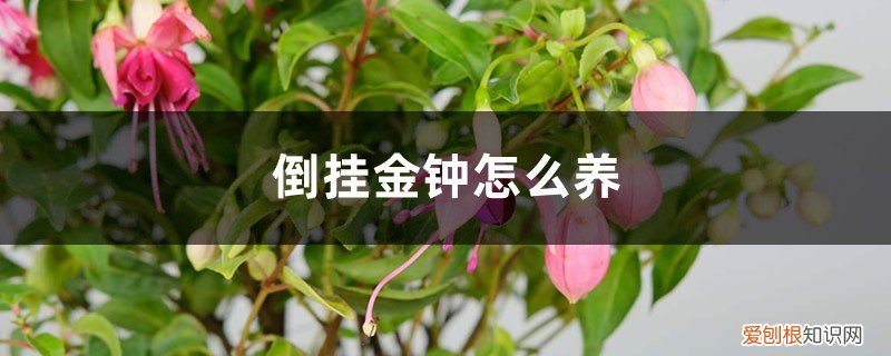 短筒倒挂金钟怎么养 倒挂金钟怎么养