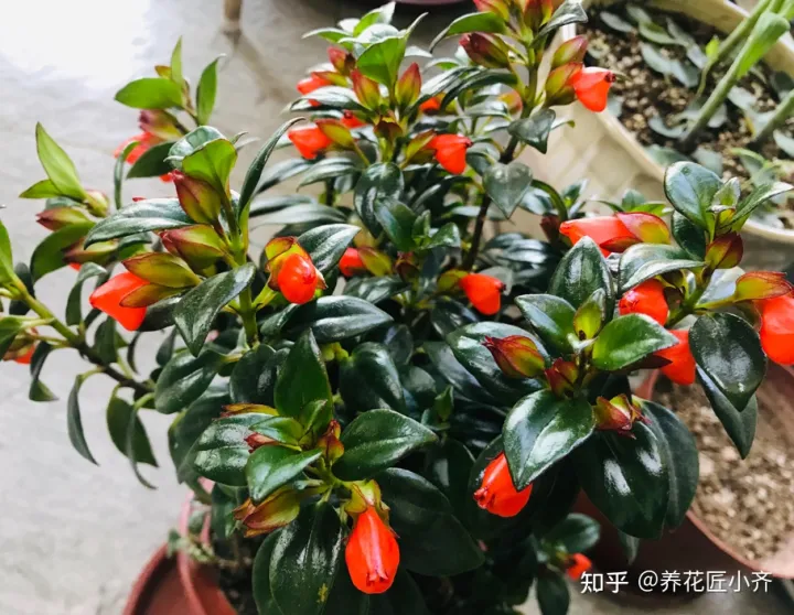 冬天浇花也要浇透吗?，冬天浇花管不住手，教你2个“笨办法”，让你养花不烂根