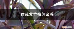 盆栽紫竹梅怎么养殖 盆栽紫竹梅怎么养