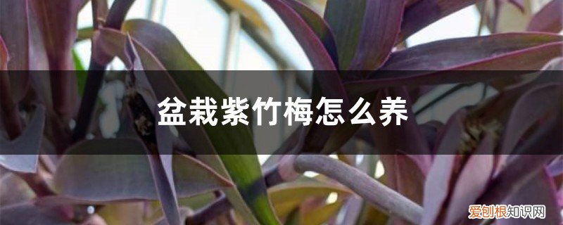 盆栽紫竹梅怎么养殖 盆栽紫竹梅怎么养