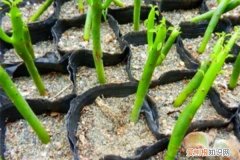 自制花卉生根水的方法 自制“3种”生根水，方法简单，枝条沾点小毛根蹭蹭长！