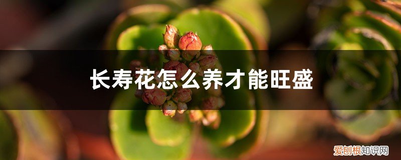 长寿花怎么养开花不断 “长寿花”总是开不旺？是你没用对方法，试试这“3招”，花冒满盆开不断