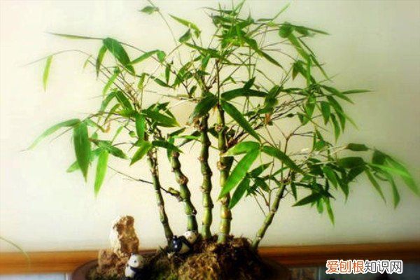 客厅最旺宅的大型植物幸福树的养 这“4种”幸运树，养一盆在客厅，生活好运当头，元气满满！