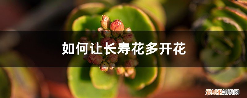 冬天长寿花开花吗 “长寿花”冬天开花少？教你这“4招”，花骨朵蹿得拦不住