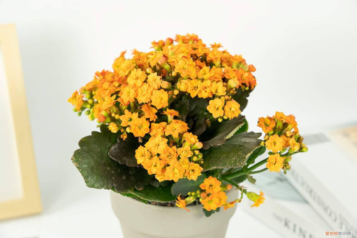 冬天长寿花开花吗 “长寿花”冬天开花少？教你这“4招”，花骨朵蹿得拦不住