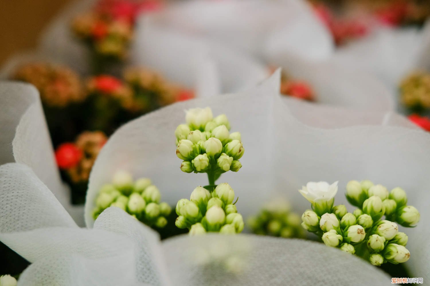 冬天长寿花开花吗 “长寿花”冬天开花少？教你这“4招”，花骨朵蹿得拦不住