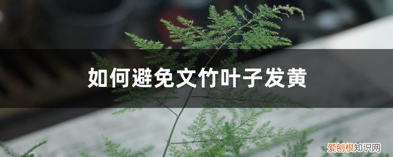 文竹黄叶干枯,只需要一步就可以轻松解决 “文竹”枯黄别害怕，老花匠教你4招，1周叶子能回春