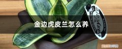 金边虎皮兰怎么养才能更旺盛 金边虎皮兰怎么养