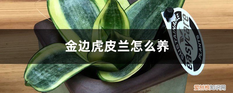 金边虎皮兰怎么养才能更旺盛 金边虎皮兰怎么养