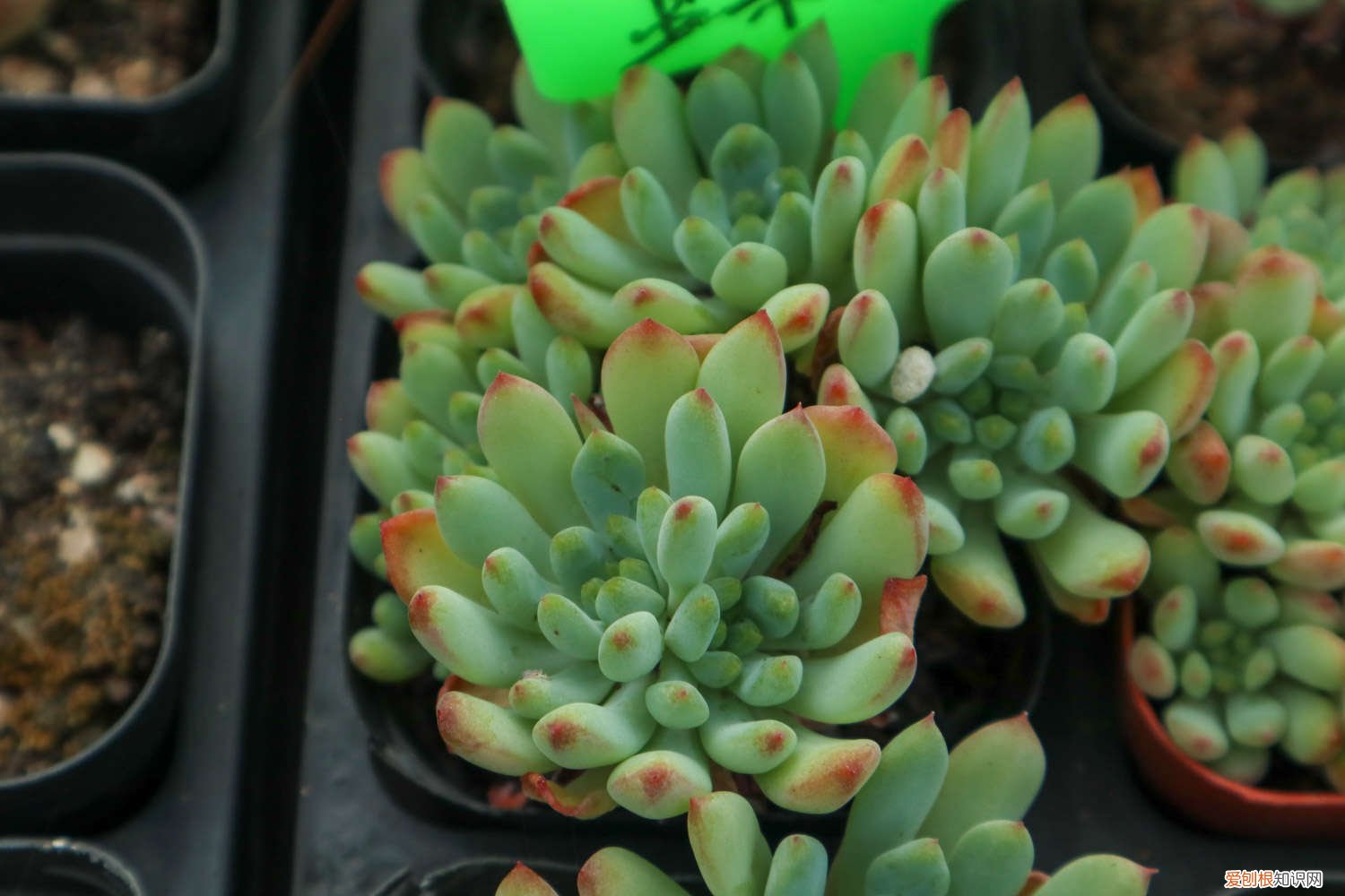 多肉植物纪之川的养殖方法 纪之川多肉怎么养