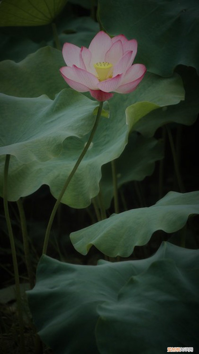 檀香苗盆栽金莲花怎么养 莲花怎么养