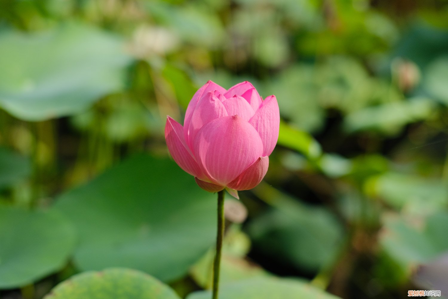 檀香苗盆栽金莲花怎么养 莲花怎么养