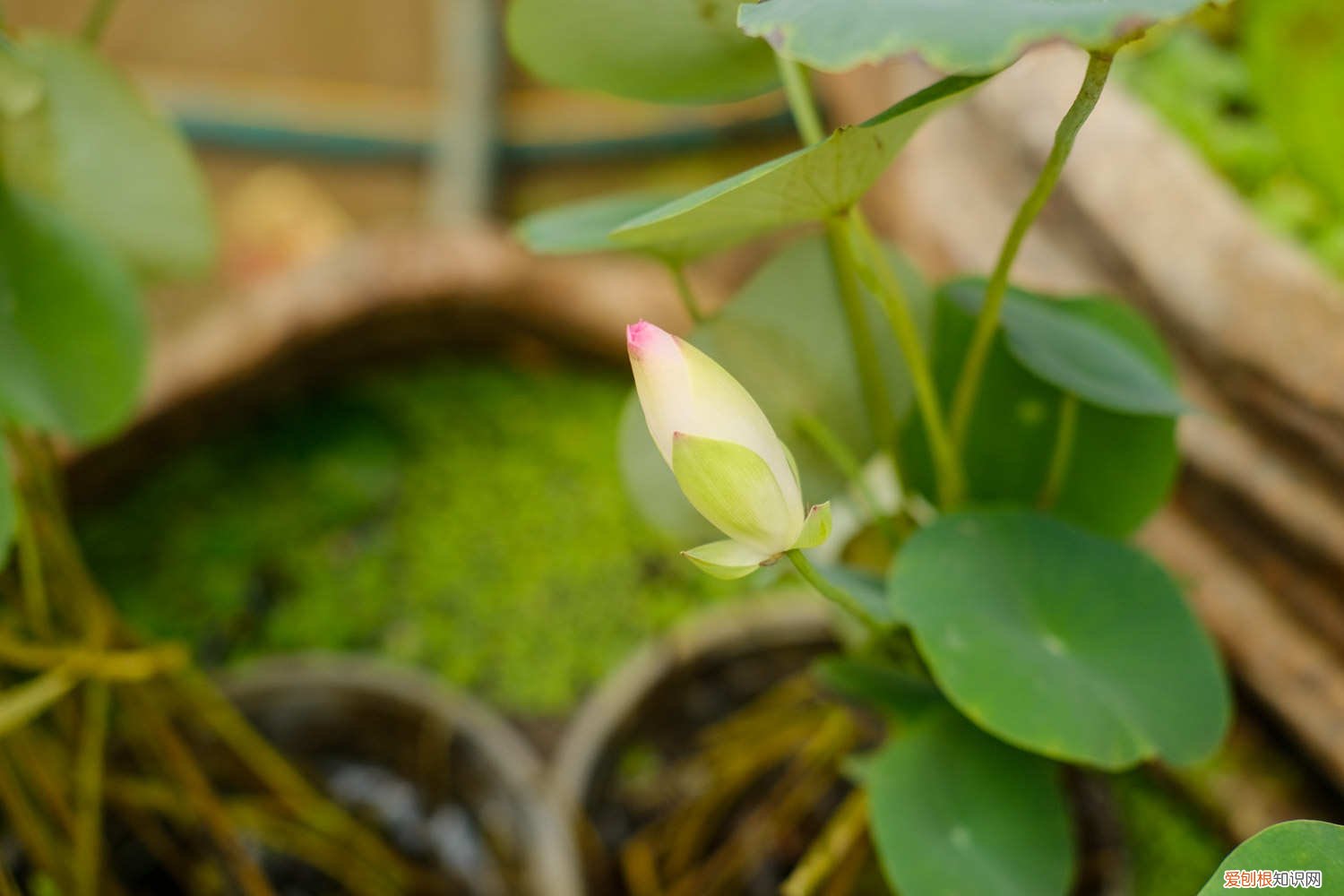 檀香苗盆栽金莲花怎么养 莲花怎么养