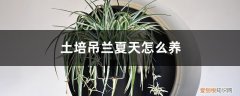 吊兰土养怎么养 土培吊兰夏天怎么养