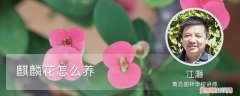 麒麟花怎么养最好,麒麟花上什么肥 麒麟花怎么养