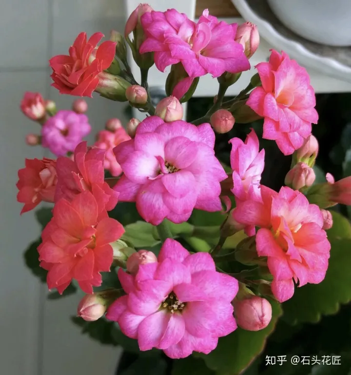 鸡蛋壳可以用来做花肥吗视频，养花“这么”用鸡蛋壳，百分百长虫子，教你正确使用、补肥