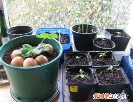 鸡蛋壳可以用来做花肥吗视频，养花“这么”用鸡蛋壳，百分百长虫子，教你正确使用、补肥