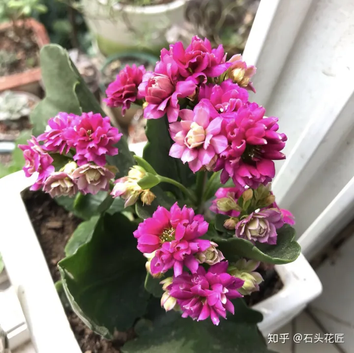 鸡蛋壳可以用来做花肥吗视频，养花“这么”用鸡蛋壳，百分百长虫子，教你正确使用、补肥
