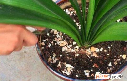 鸡蛋壳可以用来做花肥吗视频，养花“这么”用鸡蛋壳，百分百长虫子，教你正确使用、补肥
