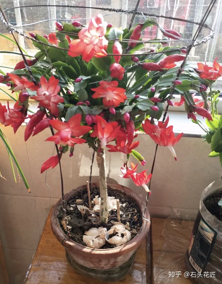鸡蛋壳可以用来做花肥吗视频，养花“这么”用鸡蛋壳，百分百长虫子，教你正确使用、补肥