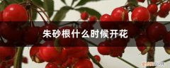 朱砂根几月开始结果 朱砂根什么时候开花