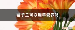 君子兰开的花夹在叶子中间憋死 是缺什么 这种“脏东西”，埋土里养君子兰，叶片肥厚开花不