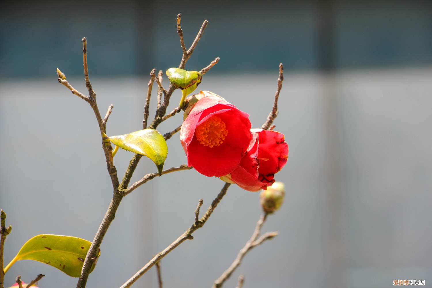 茶花在花期时注意什么 养“茶花”时，仔细注意这“3点”，花期开花开满枝，赛过牡丹