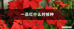 一品红种植密度 一品红什么时候种