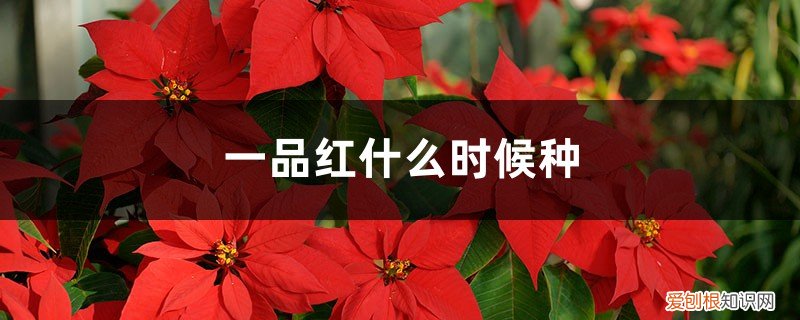 一品红种植密度 一品红什么时候种