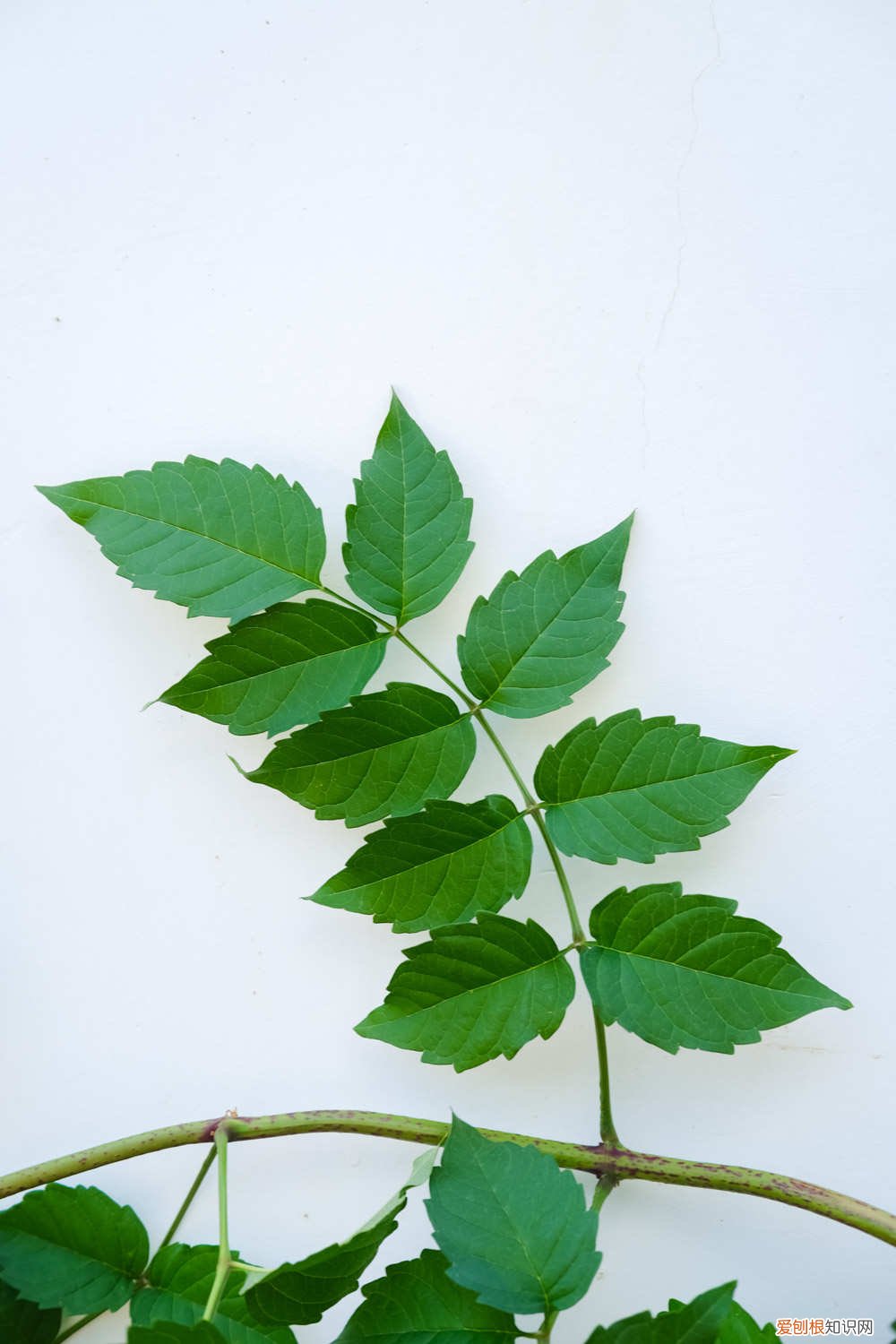 凌霄花什么时候栽 凌霄什么时间栽种