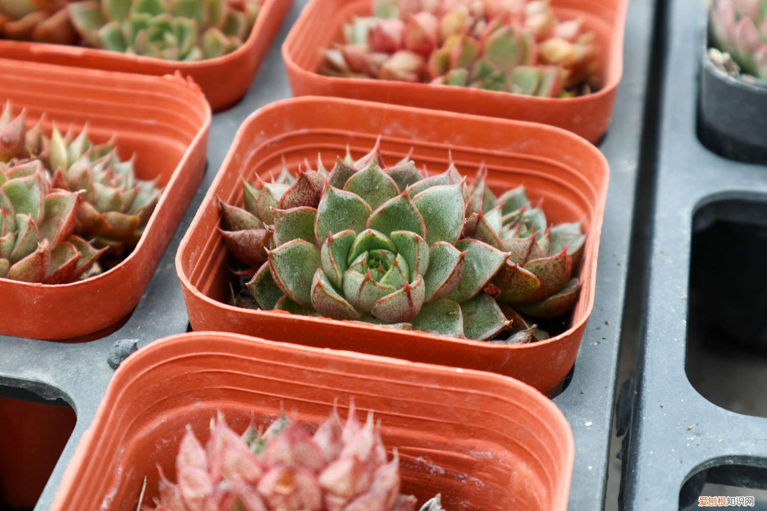 女王花笠可以露养吗 多肉植物女王花笠怎么养