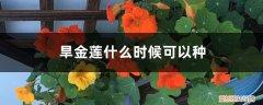旱金莲什么时候种(播种季节一定不能错 旱金莲什么时候可以种)