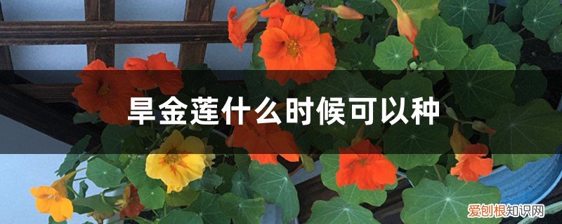 旱金莲什么时候种(播种季节一定不能错 旱金莲什么时候可以种)
