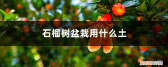 石榴树苗盆栽用什么土呢 石榴树盆栽用什么土