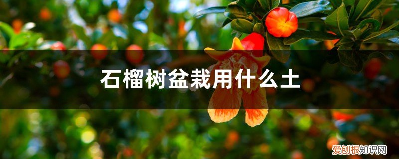 石榴树苗盆栽用什么土呢 石榴树盆栽用什么土
