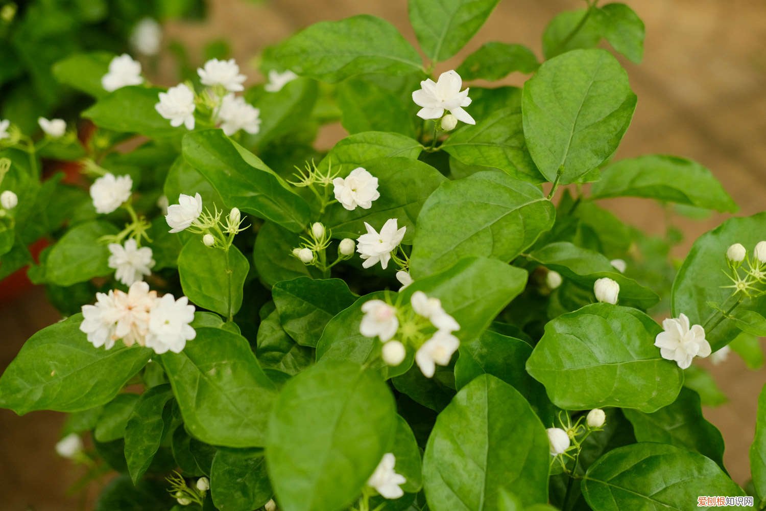 茉莉播种后一般几天开花 茉莉什么时候播种