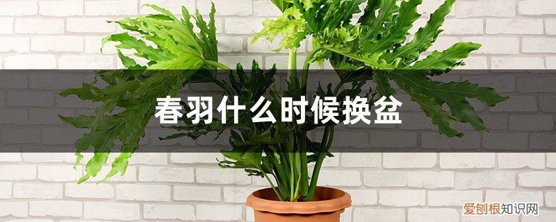 春羽要用大花盆养吗 春羽什么时候换盆