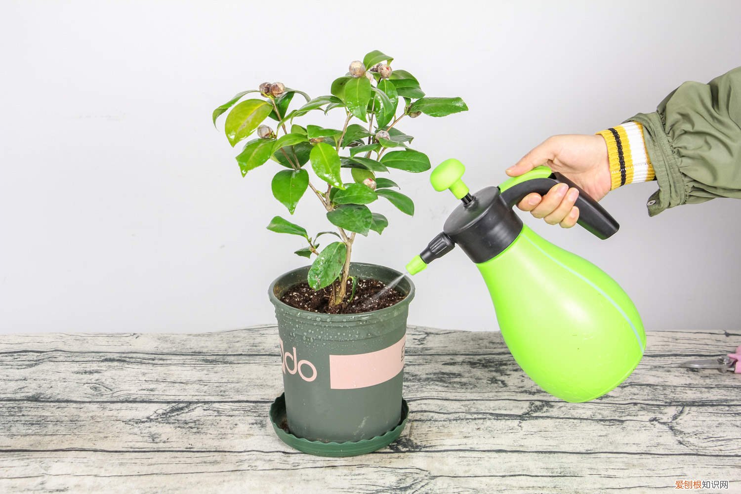茶花什么时候种植最好 茶花什么时候可以种