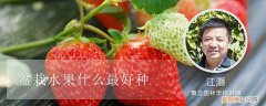 什么水果盆栽最好养活 盆栽水果什么最好种