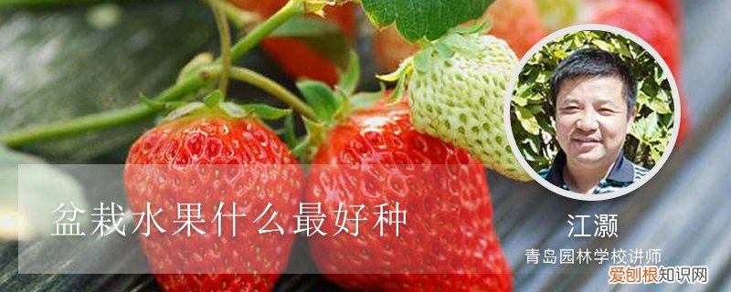 什么水果盆栽最好养活 盆栽水果什么最好种