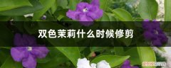 双色茉莉几月修剪枝条 双色茉莉什么时候修剪