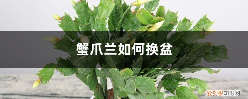 蟹爪兰如何换盆? 蟹爪兰如何换盆