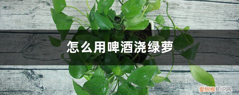 怎么样用啤酒浇绿萝 怎么用啤酒浇绿萝