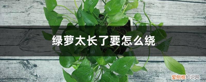 绿萝的蔓太长了怎么办 绿萝太长了要怎么绕