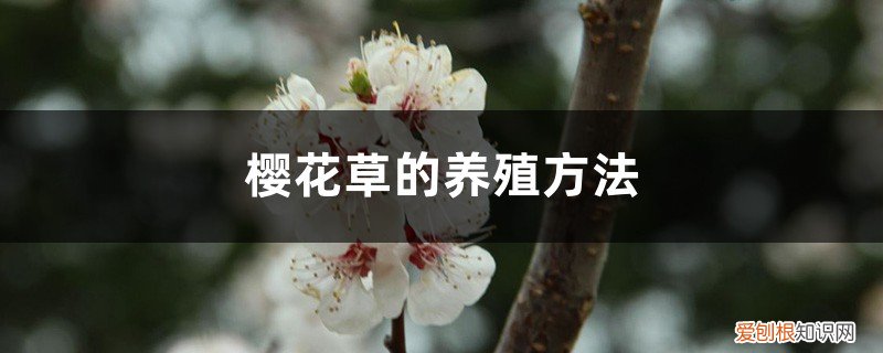 樱草的种植方法 樱花草的养殖方法