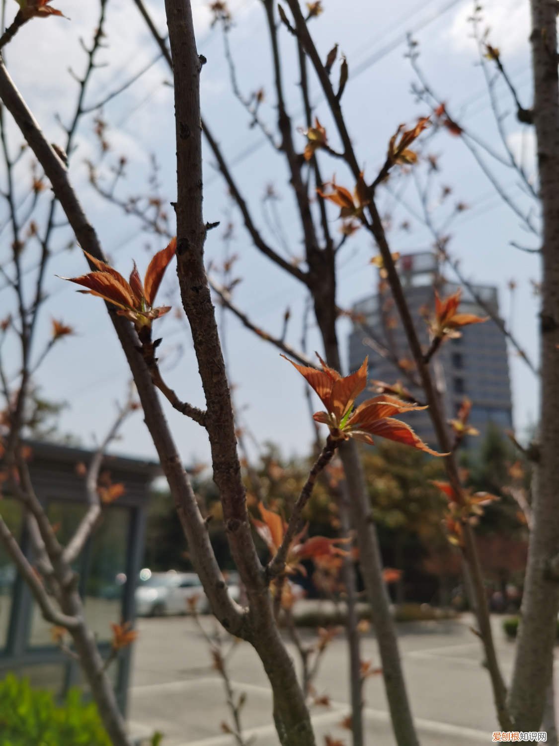 樱草的种植方法 樱花草的养殖方法